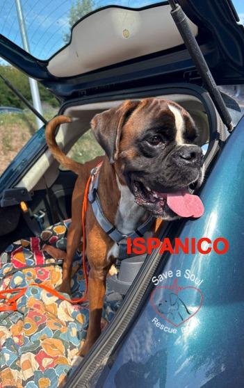 Ispanico boxer puro di 2 anni e mezzo Foto 2
